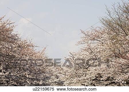 Cherry Trees in Bloom View Large Photo Image Stock Photography - Cherry Trees in Bloom. Fotosearch