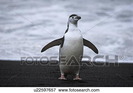 Stock Photo - Chinstrap Penguin (Pygoscelis antarcticus) at seashore. Fotosearch