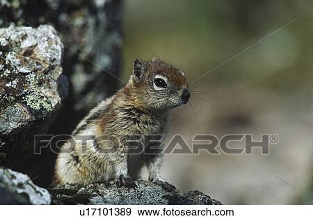 Stock Photo - Chipmunk on rock. Fotosearch