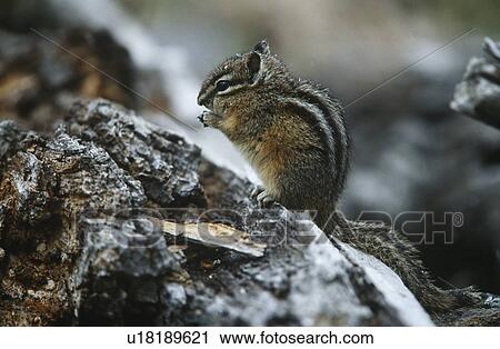 Chipmunk standing on hind legs on rock side view View Large Photo Image Stock Image - Chipmunk standing on hind legs on rock side view. Fotosearch