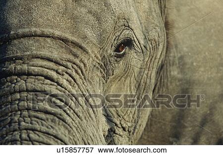Close-up of African Elephant (Loxodonta africana) selective focus View Large Photo Image Stock Photo - Close-up of African Elephant (Loxodonta africana) selective focus. Fotosearch