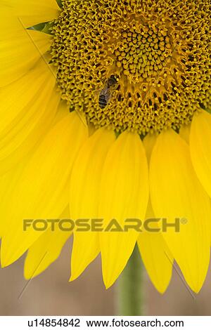 Stock Image - Close-up of bee on sunflower. Fotosearch