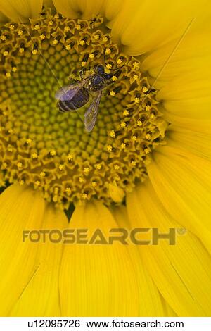 Close-up of bee on sunflower View Large Photo Image Stock Photograph - Close-up of bee on sunflower. Fotosearch