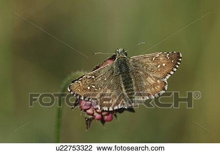 Stock Image - Close-up of butterfly on flower. Fotosearch