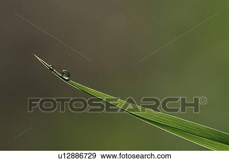 Close-up of dew drop on blade of grass View Large Photo Image Stock Photo - Close-up of dew drop on blade of grass. Fotosearch