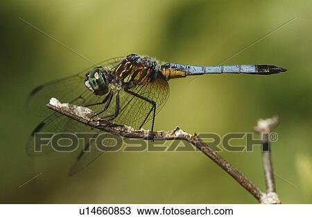 Close up of dragonfly on a twig View Large Photo Image Stock Image - Close up of dragonfly on a twig. Fotosearch