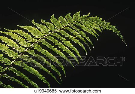 Stock Photography - Close-up of fern leaf on black background. Fotosearch