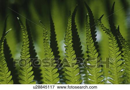 Stock Photo - Close-up of fern leaves focus on foreground. Fotosearch