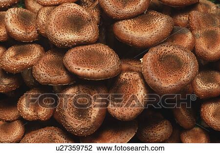 Stock Image - Close-up of Honey fungus. Fotosearch
