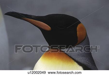 Close-up of King Penguin (Aptenodytes patagonicus) View Large Photo Image Stock Photo - Close-up of King Penguin (Aptenodytes patagonicus). Fotosearch