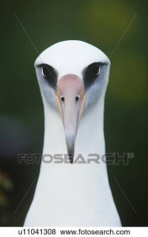 Close-up of Laysan Albatross (Phoebastria immutabilis) front view View Large Photo Image Stock Photo - Close-up of Laysan Albatross (Phoebastria immutabilis) front view. Fotosearch