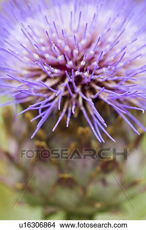Picture - Close-up of purple flower. Fotosearch