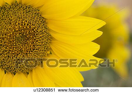Close-up of sunflower View Large Photo Image Stock Image - Close-up of sunflower. Fotosearch