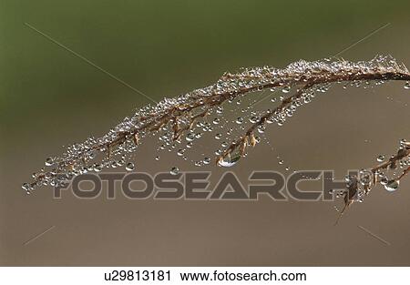 Stock Image - Close-up of twig with dew covered spiderweb. Fotosearch