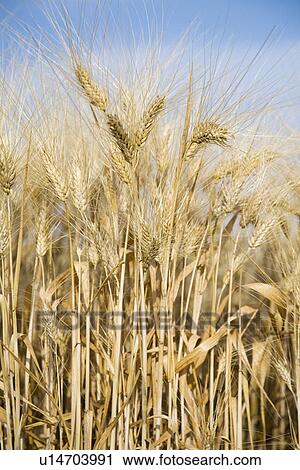 Stock Image - Close-up of wheat. Fotosearch