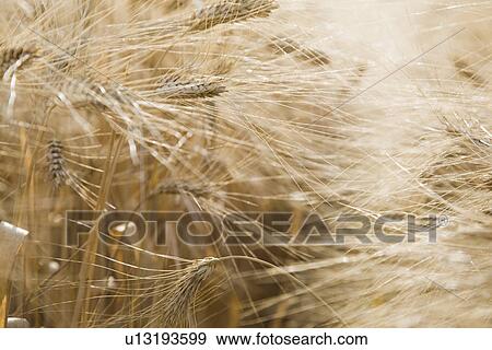 Close-up of wheat View Large Photo Image Stock Photo - Close-up of wheat. Fotosearch