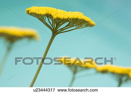 Close-up of yellow flower View Large Photo Image Stock Photo - Close-up of yellow flower. Fotosearch