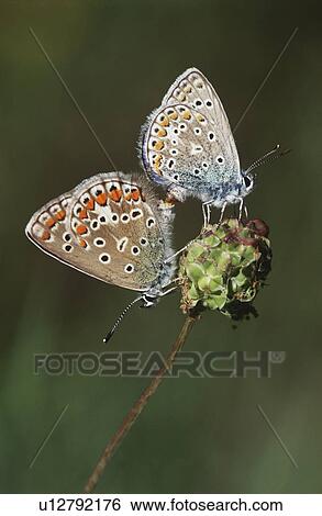 Couple of Gossamer-Winged butterflies on flower side view View Large Photo Image Stock Photograph - Couple of Gossamer-Winged butterflies on flower side view. Fotosearch