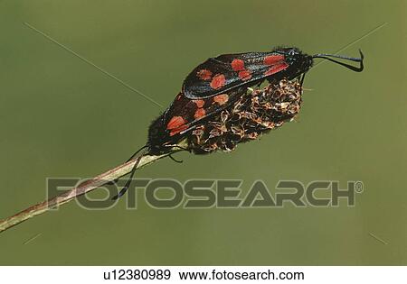 Couple of mating insects close-up View Large Photo Image Stock Photo - Couple of mating insects close-up. Fotosearch