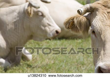 Cows in field View Large Photo Image Stock Image - Cows in field. Fotosearch