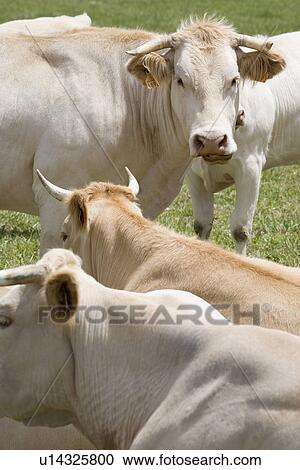 Cows in field View Large Photo Image Stock Image - Cows in field. Fotosearch