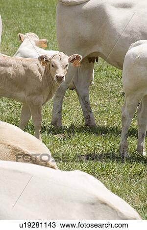Cows in field View Large Photo Image Stock Image - Cows in field. Fotosearch