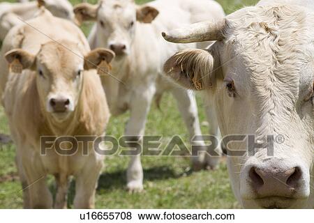 Cows in field View Large Photo Image Stock Photo - Cows in field. Fotosearch