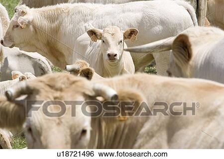 Stock Photograph - Cows in field. Fotosearch