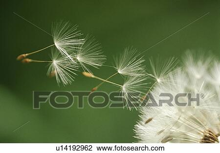 Stock Image - Dandelion seeds flying extreme close up. Fotosearch
