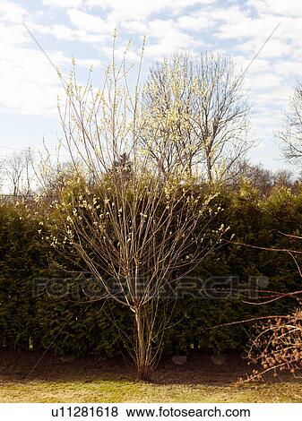 Stock Photo - Detail of garden with hedge in the background. Fotosearch