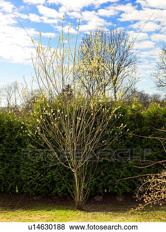 Stock Photo - Detail of garden with hedge in the background. Fotosearch