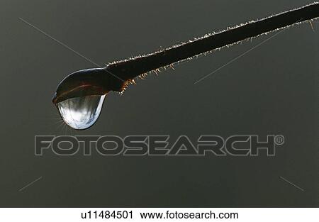 Stock Image - Dew droplet hanging on end of twig extreme close up. Fotosearch