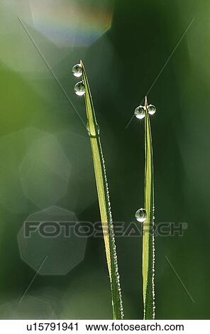 Stock Image - Dew droplets on grass blades close up. Fotosearch