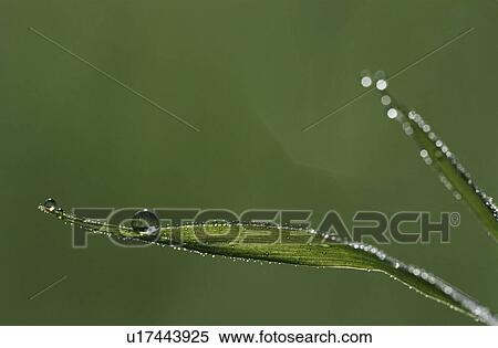 Stock Photography - Dew drops on blades of grass close-up. Fotosearch