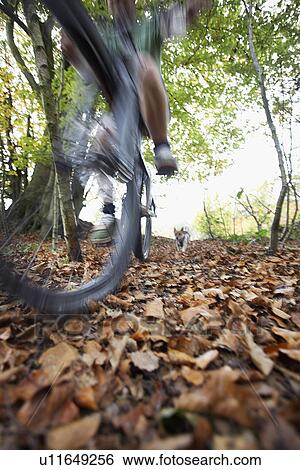 Stock Photograph - Dog chasing person on mountain bike through woodland. Fotosearch