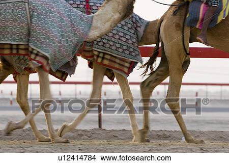 Dubai UAE Blurred motion of camels running during training at Nad Al Sheba Camel Racetrack View Large Photo Image Picture - Dubai UAE Blurred motion of camels running during training at Nad Al Sheba Camel Racetrack. Fotosearch