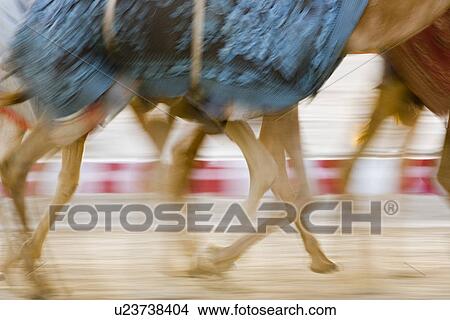 Dubai UAE Blurred motion of camels running during training at Nad Al Sheba Camel Racetrack View Large Photo Image Picture - Dubai UAE Blurred motion of camels running during training at Nad Al Sheba Camel Racetrack. Fotosearch