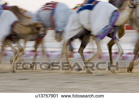 Dubai UAE Blurred motion of camels running during training at Nad Al Sheba Camel Racetrack View Large Photo Image Stock Image - Dubai UAE Blurred motion of camels running during training at Nad Al Sheba Camel Racetrack. Fotosearch