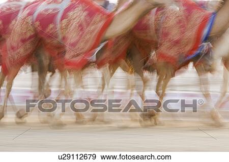 Dubai UAE Blurred motion of camels running during training at Nad Al Sheba Camel Racetrack View Large Photo Image Stock Photo - Dubai UAE Blurred motion of camels running during training at Nad Al Sheba Camel Racetrack. Fotosearch