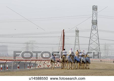 Dubai UAE Camels and jockeys training at Nad Al Sheba Camel Racetrack at sunset View Large Photo Image Stock Image - Dubai UAE Camels and jockeys training at Nad Al Sheba Camel Racetrack at sunset. Fotosearch