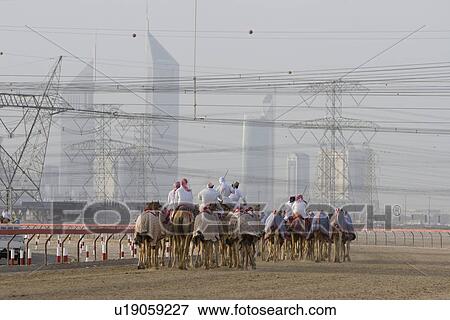 Dubai UAE Camels and jockeys training at Nad Al Sheba Camel Racetrack at sunset View Large Photo Image Stock Photo - Dubai UAE Camels and jockeys training at Nad Al Sheba Camel Racetrack at sunset. Fotosearch