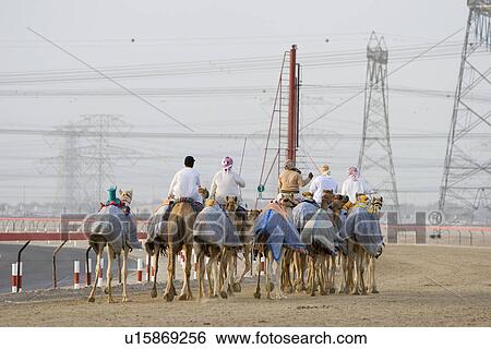 Dubai UAE Camels and jockeys training at Nad Al Sheba Camel Racetrack at sunset View Large Photo Image Stock Photograph - Dubai UAE Camels and jockeys training at Nad Al Sheba Camel Racetrack at sunset. Fotosearch