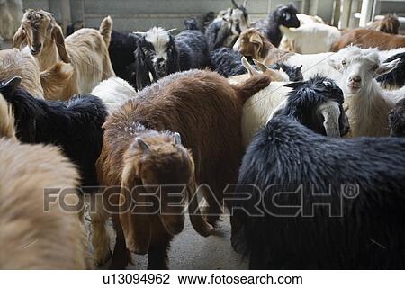 Stock Image - Dubai UAE Goats for sale at Shindagha Market in Bur Dubai. Fotosearch