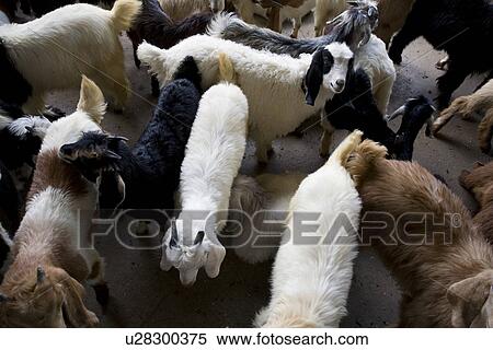 Stock Photography - Dubai UAE Goats for sale at Shindagha Market in Bur Dubai. Fotosearch