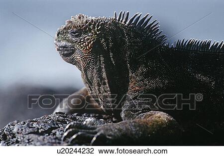 Stock Image - Ecuador Galapagos Islands Marine Iguana resting on rock close up. Fotosearch