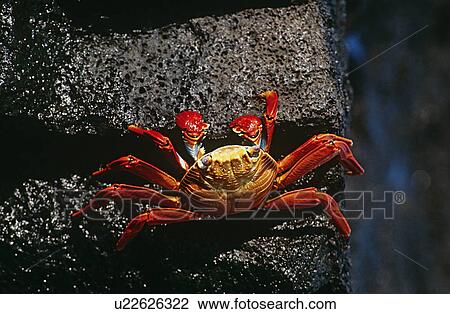 Ecuador Galapagos Islands Sally Lightfoot Crab on rock view from above View Large Photo Image Stock Image - Ecuador Galapagos Islands Sally Lightfoot Crab on rock view from above. Fotosearch