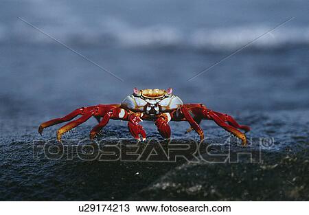 Ecuador Galapagos Islands Sally Lightfoot Crab on rock close up View Large Photo Image Stock Image - Ecuador Galapagos Islands Sally Lightfoot Crab on rock close up. Fotosearch