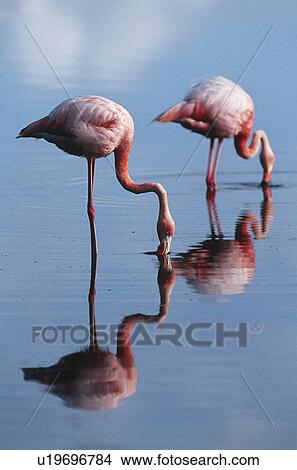 Ecuador Galapagos Islands two Greater Flamingoes standing in shallow water side view View Large Photo Image Picture - Ecuador Galapagos Islands two Greater Flamingoes standing in shallow water side view. Fotosearch