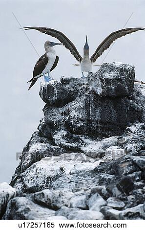 Stock Photography - Ecuador Galapagos Islands two Blue-footed Boobys on top of rock. Fotosearch