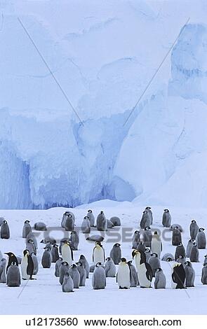 Emperor Penguin (Aptenodytes forsteri) colony View Large Photo Image Stock Image - Emperor Penguin (Aptenodytes forsteri) colony. Fotosearch